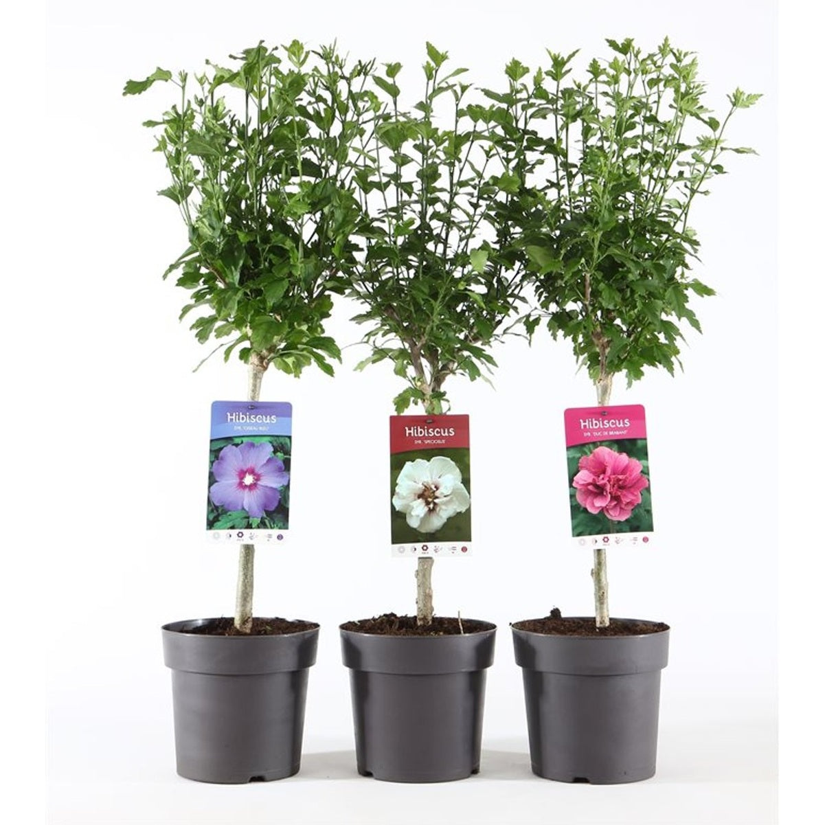 Hibiskus – Hibiscus Gemengd - 30 CM Stem C3